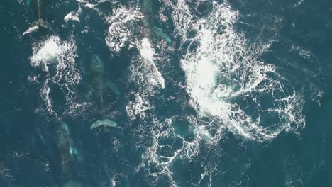 Hermosa-Vista-Panorámica-Grandes-Manadas-De-Ballenas-Jorobadas-Nadando-Y-Deslizándose-En-El-Océano-Pacífico-Sur-En-Sydney,-Australia---Disparo-De-Drones-Con-Vista-De-Pájaro-De-Arriba-Hacia-Abajo