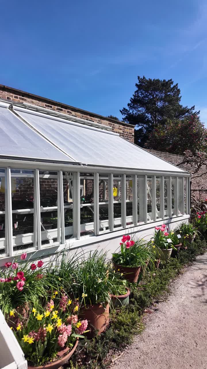 Esterno del giardino d'inverno con tulipani, giacinti e narcisi in vaso in fiore davanti. Video verticale.