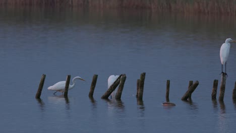 garzas blancas cazando comida en un pequeño lago en polonia después del atardecer