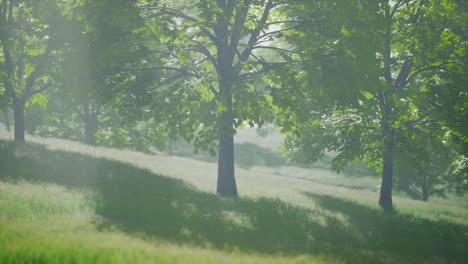 Grüne-Bäume-Im-Park-Und-Sonnenlicht