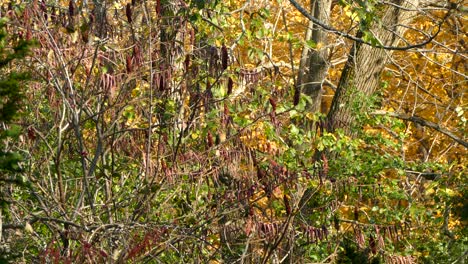 Busy-nature-is-home-to-a-lady-cardinal-standing-amid-mixed-color-foliage