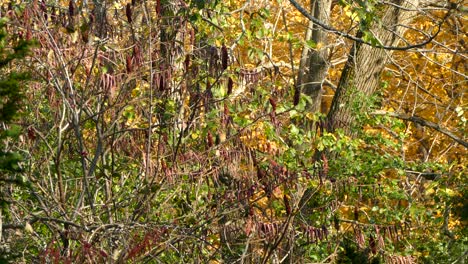 la naturaleza ocupada es el hogar de una dama cardenal de pie en medio de un follaje de color mixto