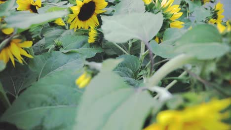 Primer-Plano-Vista-De-ángulo-Alto-Del-Campo-De-Girasol