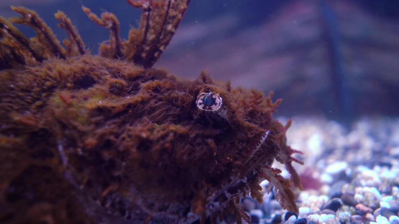 el pez hemitripterus villosus, comúnmente conocido como el cuervo de mar, es una especie de pez que pertenece a la familia hemitripteridae.