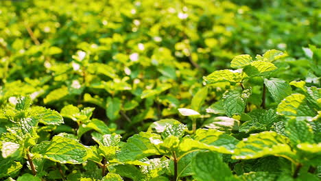 Campo-De-Exuberante-Follaje-Verde-Plantación-De-Hojas-De-Menta-En-El-Cálido-Sol-Tropical-De-La-Tarde