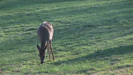 A-Whitetail-Deer-Is-Alerted-While-She-Is-Grazing-On-A-Grassy-Slope-Bathed-In-Shadows