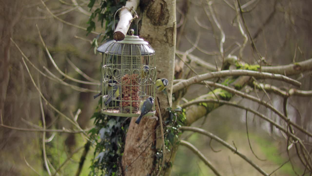 un montón de pájaros tit azul eurasiático volando y comiendo fuera del comedero para pájaros