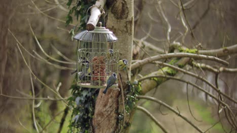 Un-Montón-De-Pájaros-Tit-Azul-Eurasiático-Volando-Y-Comiendo-Fuera-Del-Comedero-Para-Pájaros