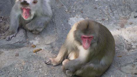 Two-Japanese-Macaque-Sitting-On-The-Ground-At-The-Children-Zoo-In-Seoul-Grand-Park,-Seoul,-South-Korea---high-angle-shot