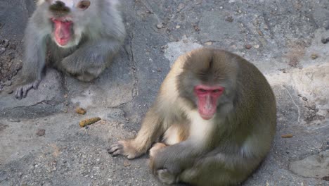 dos macacos japoneses sentados en el suelo en el zoológico de niños en el gran parque de seúl, seúl, corea del sur - tiro de ángulo alto
