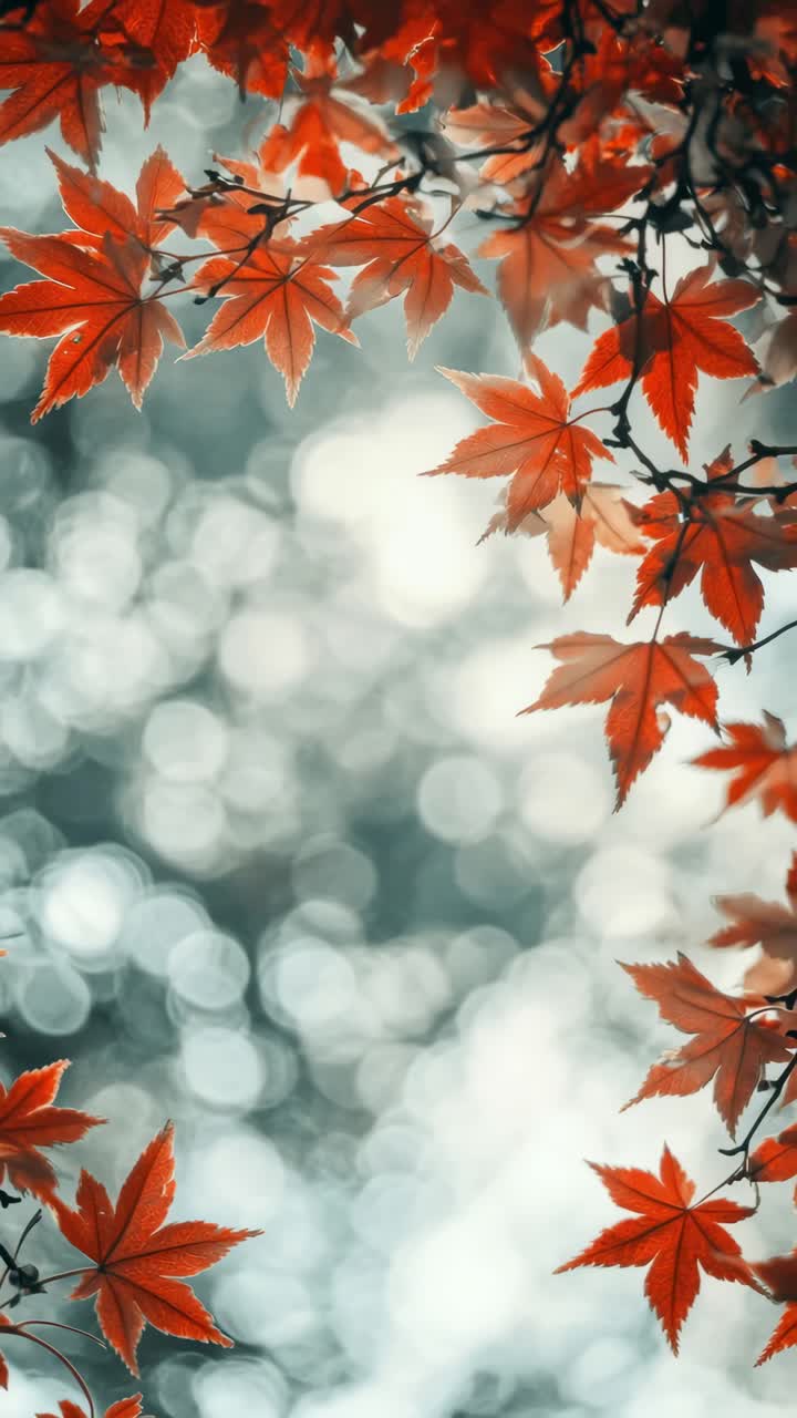 A serene, upward-angle shot of vibrant red leaves against a soft, bokeh background