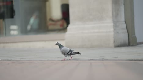 slow motion tracking shot of a lone pigeon walking about