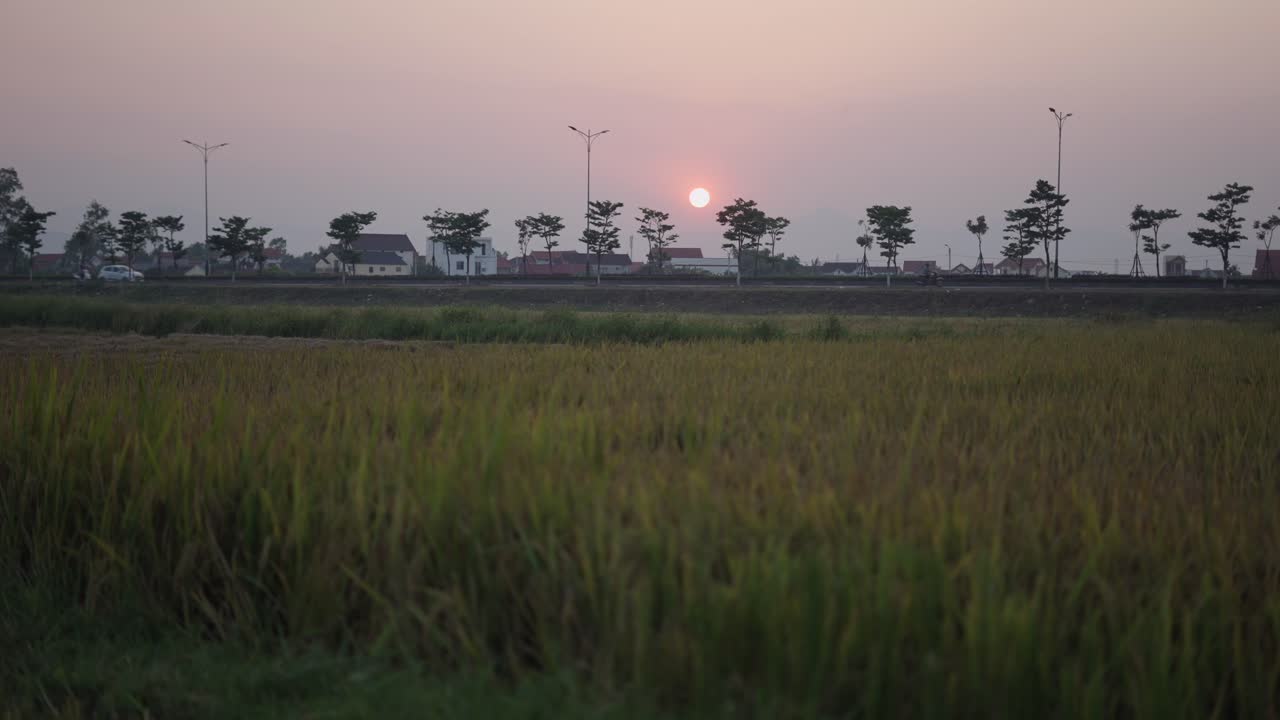 Sunset over a Rice Paddy Field and Town