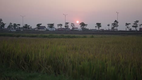 sunset over a rice paddy field and town