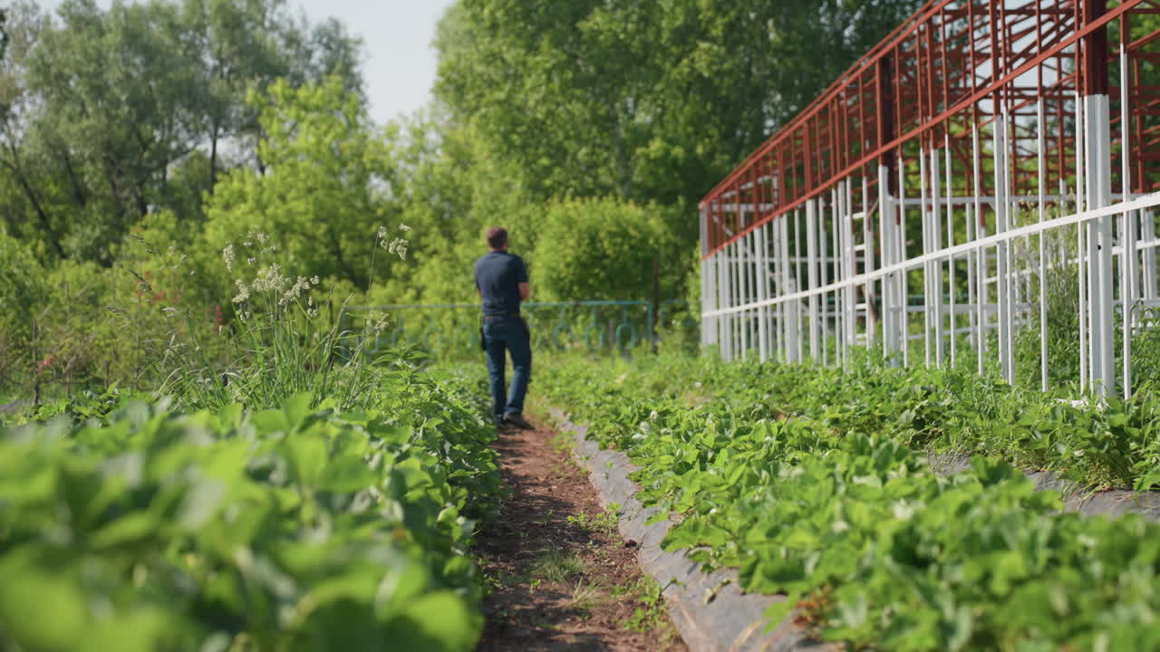 Farmer walking through rows of crops raising rifle to chase bird away, green plants on either side, white metal frame beside path, trees and fence in background