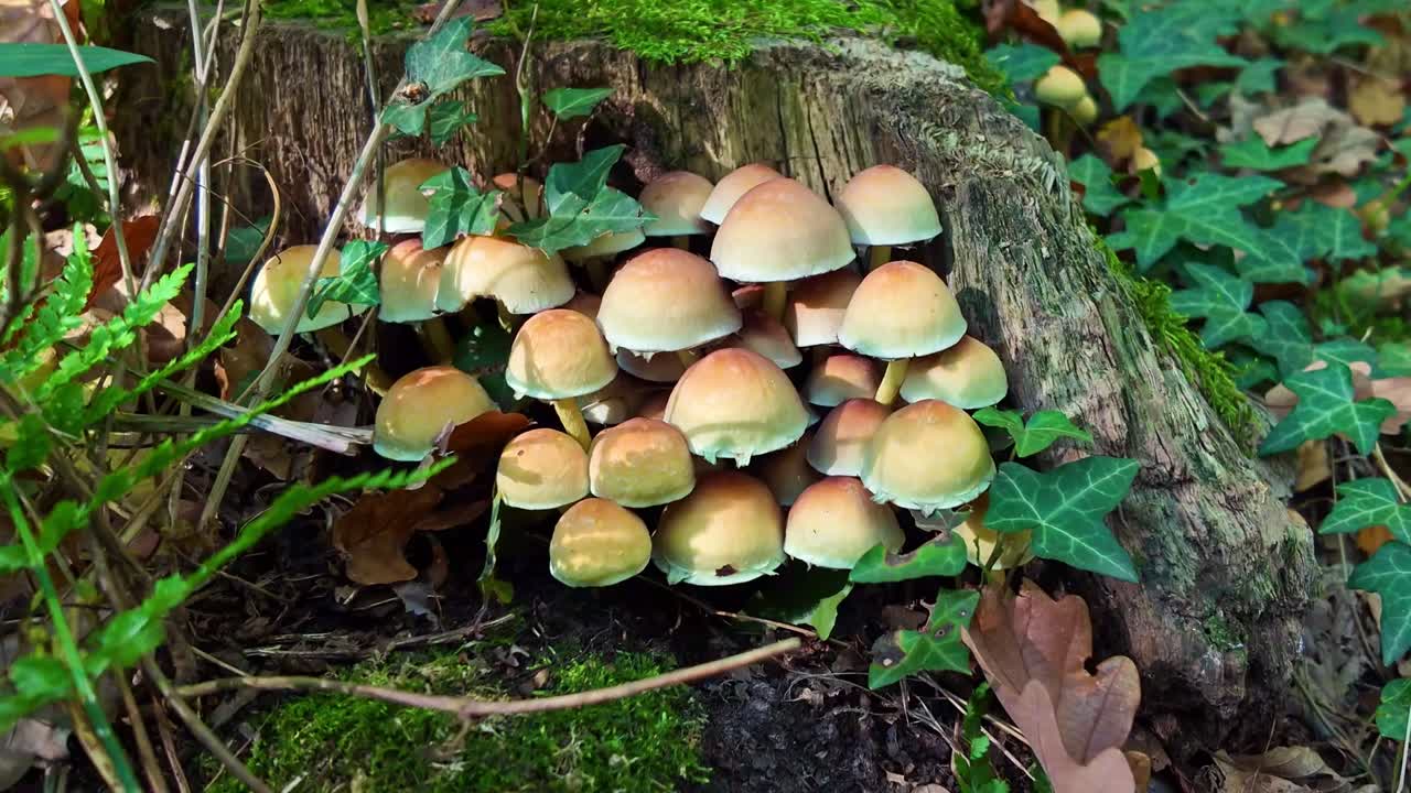 Close-up view about a cluster of mushrooms growing on a mossy log in forest floor