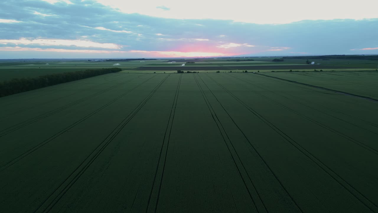 A View Of Expanse Of Cultivated Fields Growing At Sunset. Aerial Drone Shot