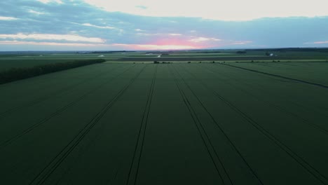 a view of expanse of cultivated fields growing at sunset. aerial drone shot