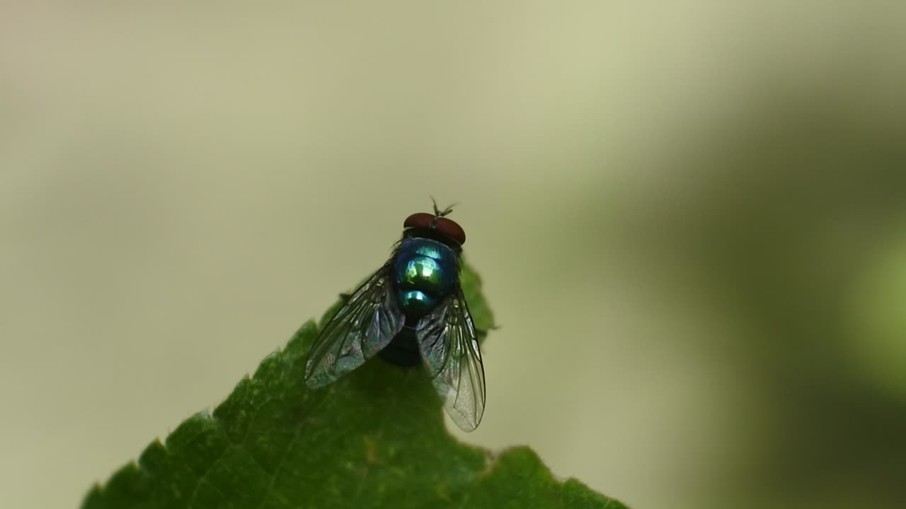 volar videos de alta definición