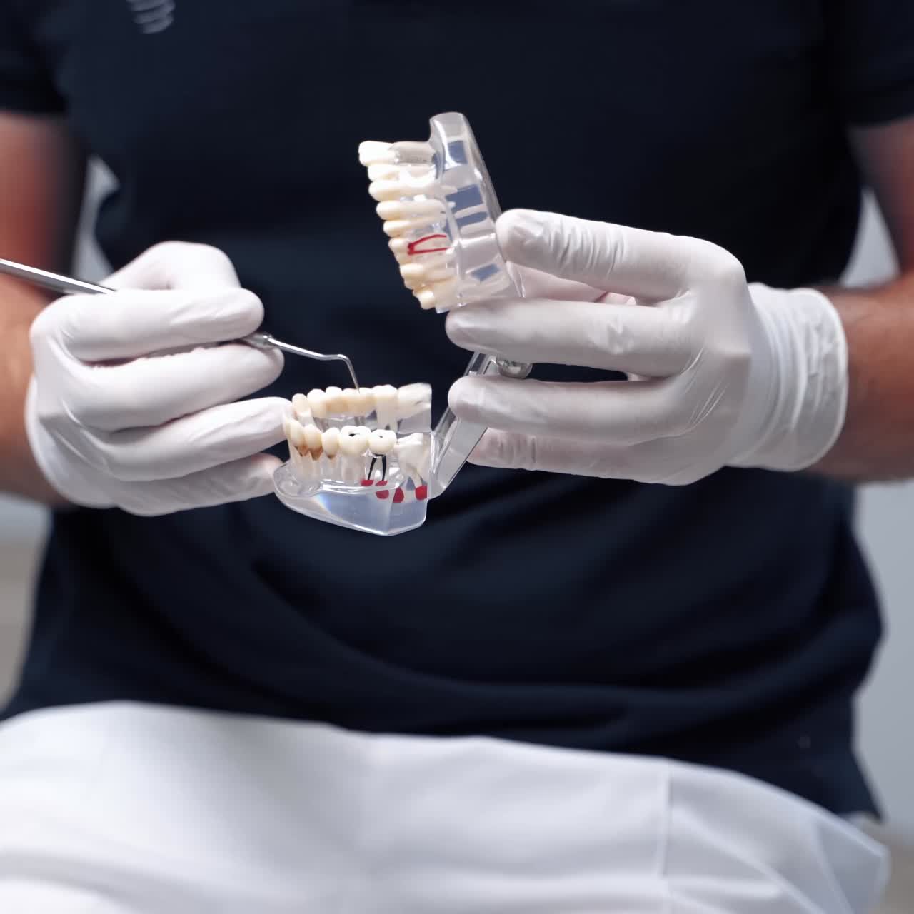Dentist holding teeth model
