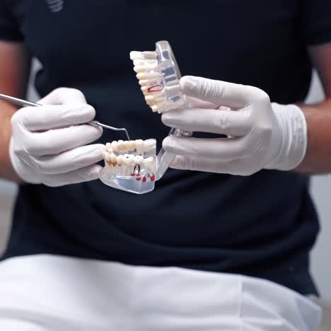dentist holding teeth model