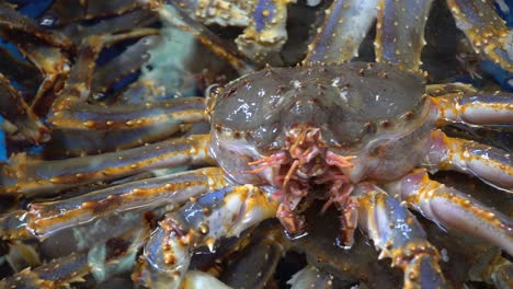 fresh live king crab for sale at a korean seafood market in south korea - close up