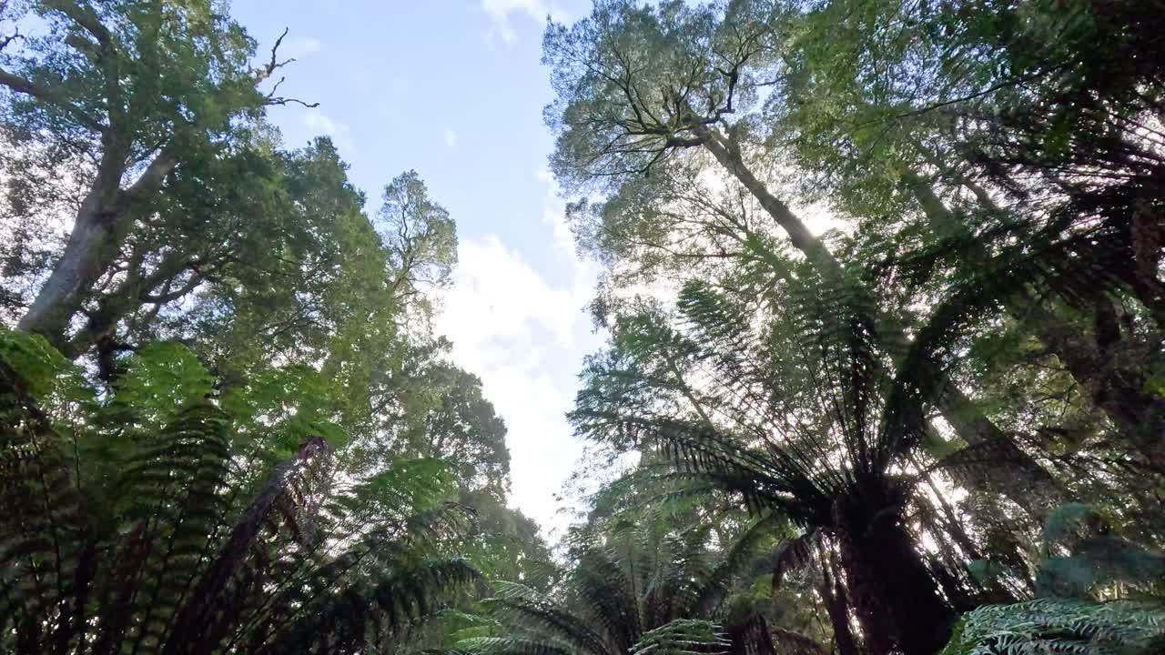 Skyward view of rainforest canopy and ferns