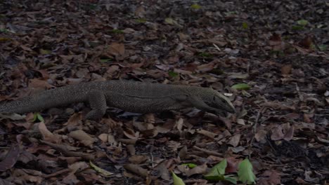 Un-Lagarto-Monitor-Caminando-Sobre-Hojas-Marrones,-Tiro-De-Seguimiento