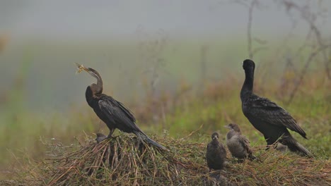 darter oriental con gran cormorán y pequeños cormorán secando alas en el humedal por la mañana