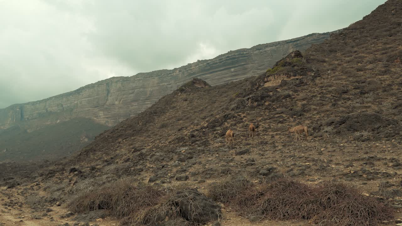 camellos de pasto libre a lo largo de una ladera rocosa de la montaña en omán