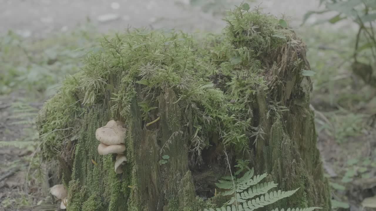 tronco de árbol en descomposición con musgo y setas