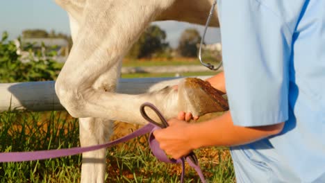 médico veterinario revisando el caballo 4k