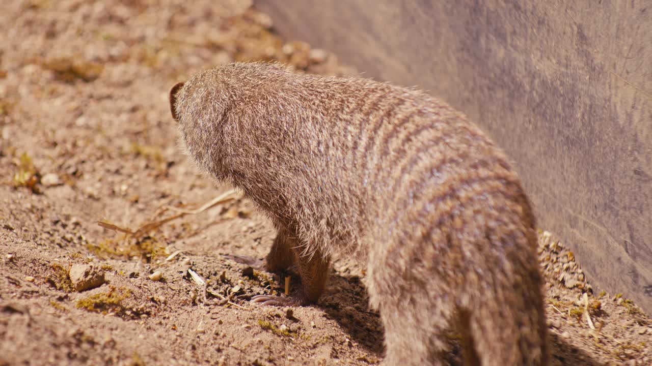 banded mongoose wildlife animal in the zoo, close-up view, digital film look