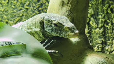 iguana verde acechando a la presa mientras se sienta en un tronco de madera en una cueva