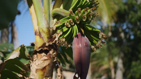 slow parallax around hand of small bananas growing on flowering banana plant