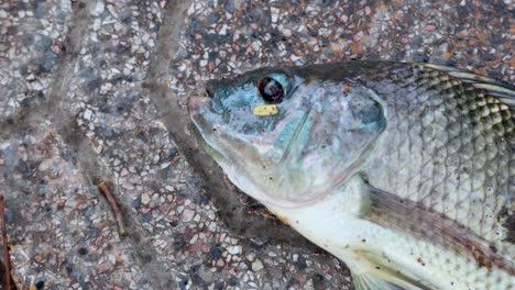 fish lying on textured pavement surface