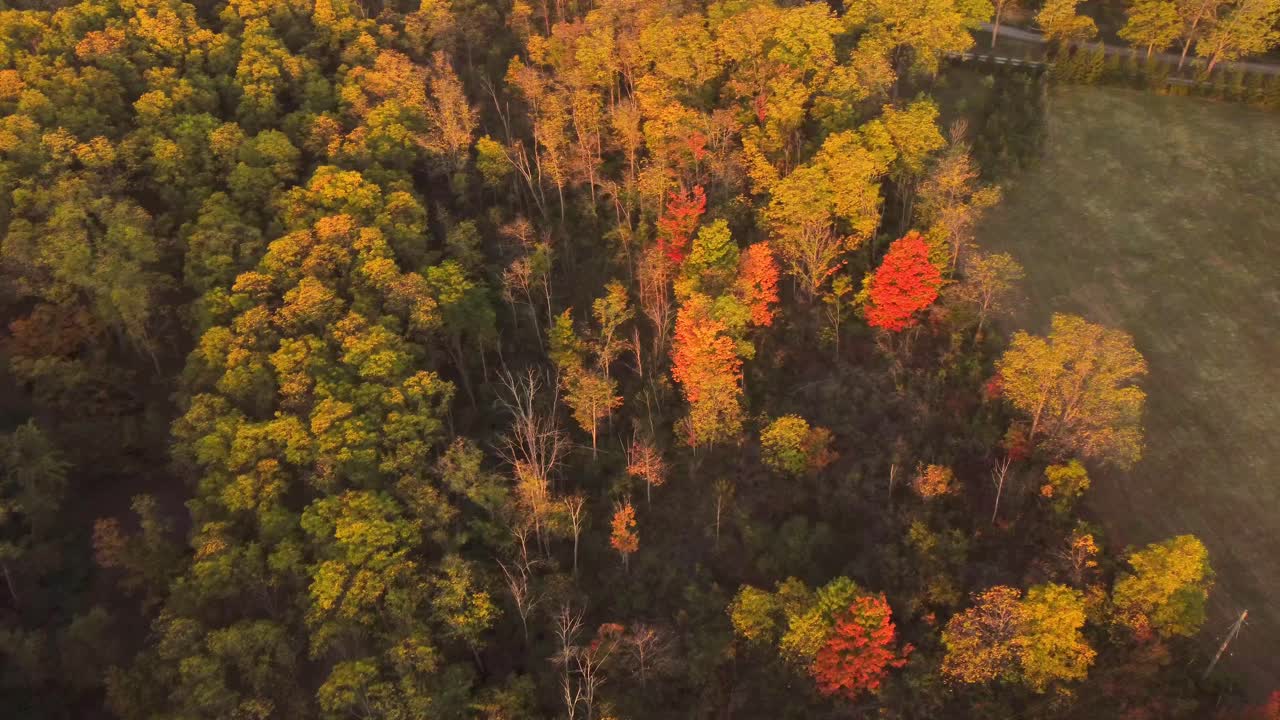 Serene Morning Sunrise With Autumn Leaves in Ontario Canada