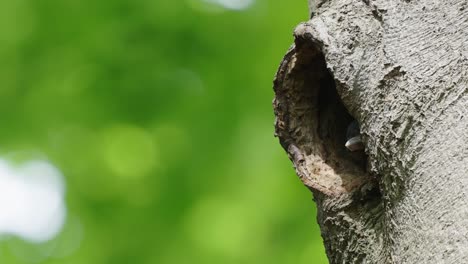 two woodpeckers hiding in their hollow tree cage