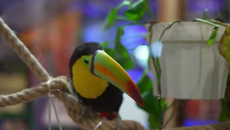 Pájaro-Tucán-Hermoso-Y-De-Colores-Brillantes-Detrás-Del-Cristal-De-La-Ventana-En-El-Establecimiento-Comercial-Del-Zoológico-Del-Centro-Comercial-En-Una-Cuerda-Girando-La-Cabeza-De-Un-Lado-A-Otro-Mirando-La-Cámara,-Luego-Subiendo-La-Escalera-De-La-Cuerda-Hacia-Arriba