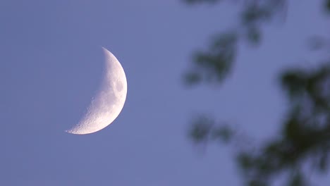 epic waxing crescent moon phase in sky with tree branch move in breeze