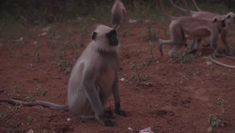 Monkeys-with-white-fur-moving-in-a-group