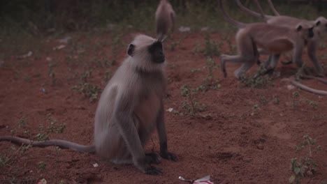 monos con pelaje blanco moviéndose en grupo