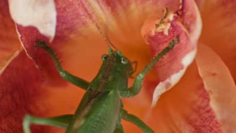 Eine-Nahaufnahme-Einer-Grünen-Heuschrecke,-Die-Eine-Orange-Blühende-Blume-Frisst