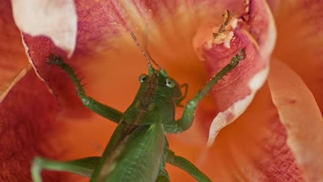 un primer plano de un gran saltamontes verde comiendo una flor de naranja en flor