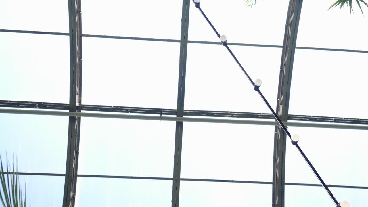 palmeras en un invernadero