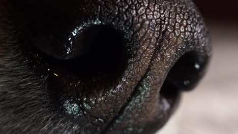 macro of the nose of a dog with conspicuous crenellations