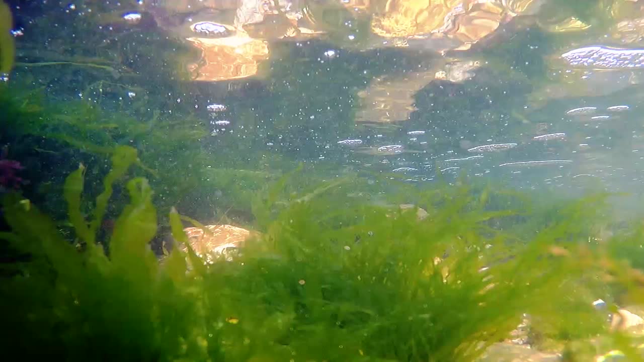 녹색 해초의 수중보기