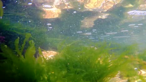 underwater view of green seagweeds