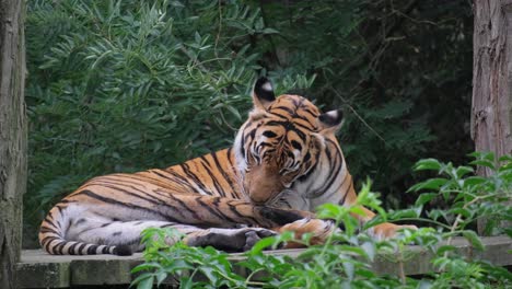 a bengal tiger, a member of the felidae family and a carnivorous terrestrial animal, rests in the woods, its tongue out, along with its whiskers