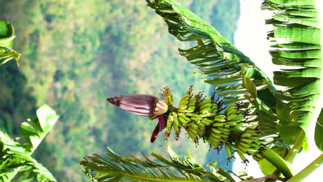 wild baby banana fruit growing on palm tree, jungle landscape in background